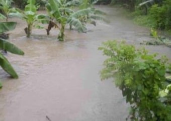 lluvias-en-dajabon-causa-perdidas-agricolas-millonarias