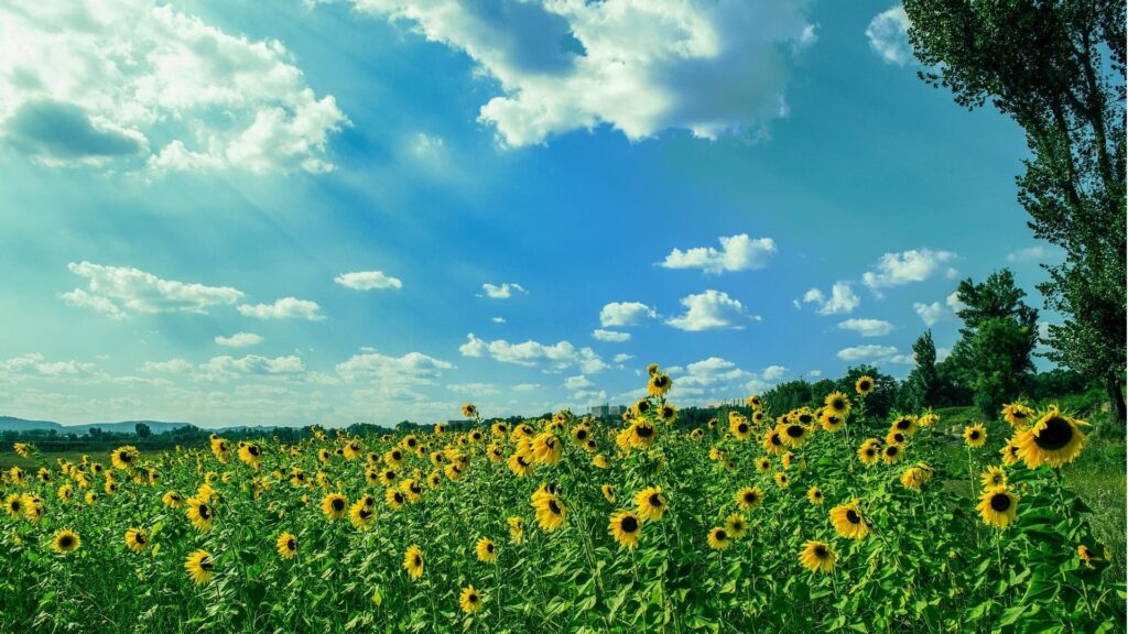 ultimo-dia-del-verano-ilumina-hemisferio-norte-y-abre-paso-al-otono