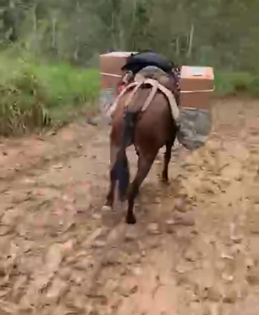 video:-efectos-del-huracan-melissa-en-guayabal-fuerza-a-los-agricultores-a-usar-animales