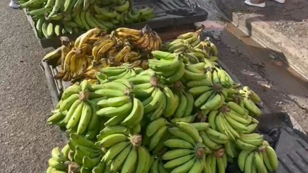 video:-el-alza-del-platano-continua;-afirman-que-el-precio-se-debe-a-varios-factores